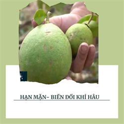 Phòng ngừa hạn mặn tại Bến Tre